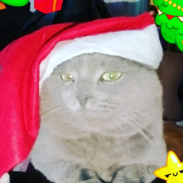 daniellamalinovskaa в LOOKY. . null