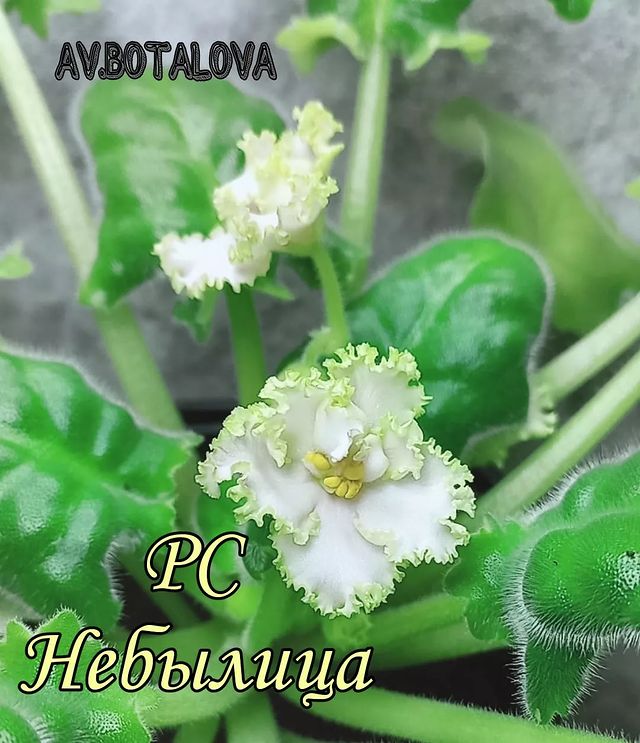 b4v__beautifully в LOOKY. #сортовые,#фиалки,#сенполии,#узамбарская,#цветы,#флора. #сортовые
#фиалки
#с...