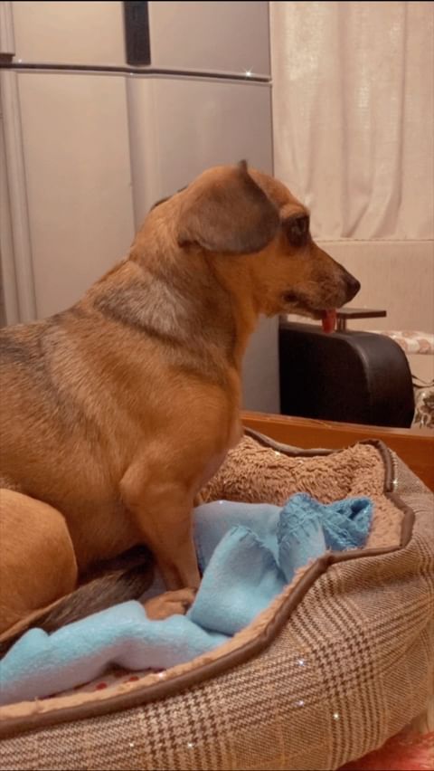 alisamoskow в LOOKY. #такса,#таксы,#таксылучшиесобаки,#хочусосисочку,#dachshundsofinstagram,#dacshund,#dacshundlove,#dachshundpuppy,#yorkipoo,#йорк,#йоркирулят,#йоркимоялюбовь,#yorki,#yorkilove,#собака,#собакадругчеловека,#собакаулыбака,#dogs,#yorkie_town,#зорко_одно_лишь_сердце❤️❤️. @yorkies.live @  lub...