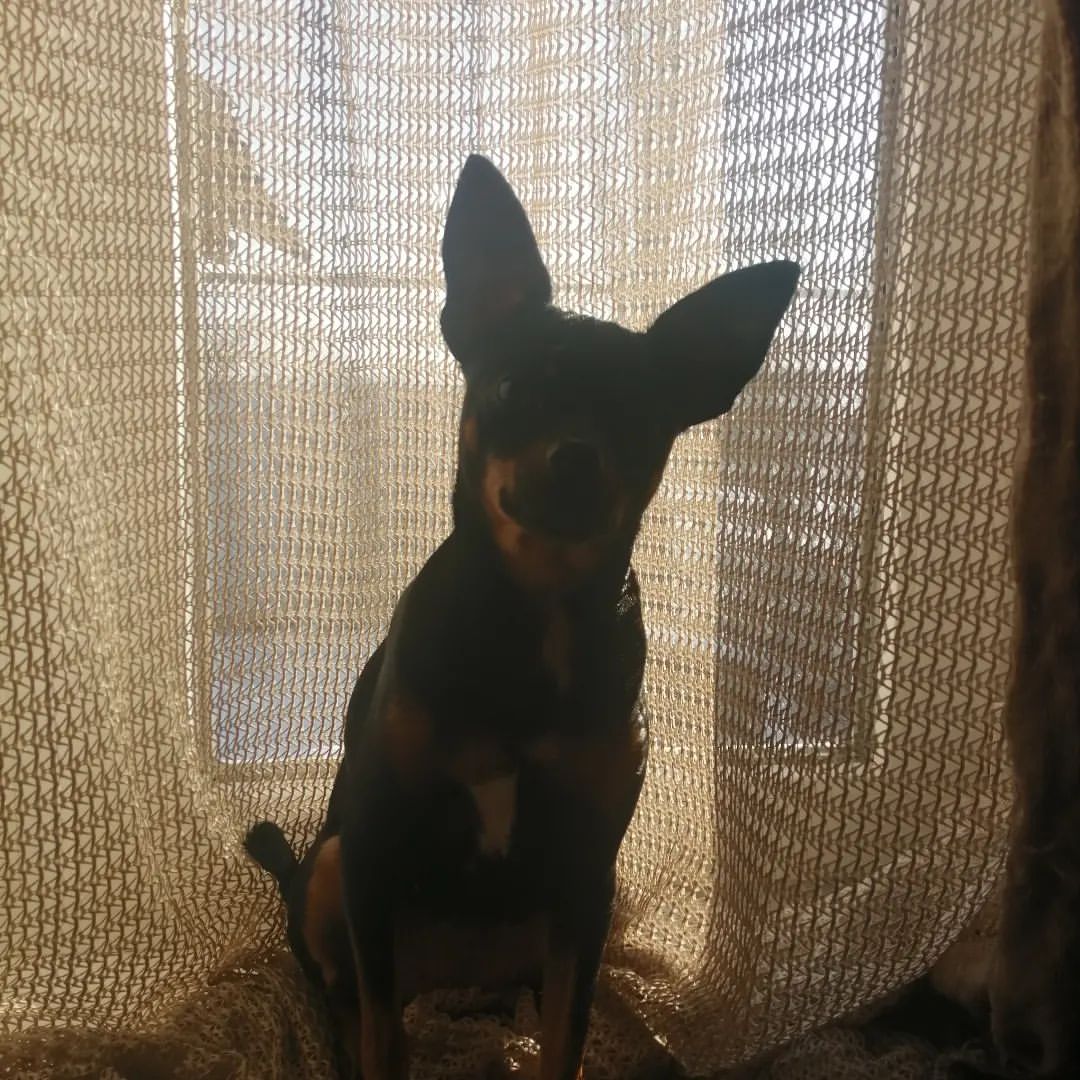 anna0809k в LOOKY. #dogs,#dog,#doglovers,#doglove,#тойчики,#тойтерьер,#дэйзи. #dogs #dog #doglover...