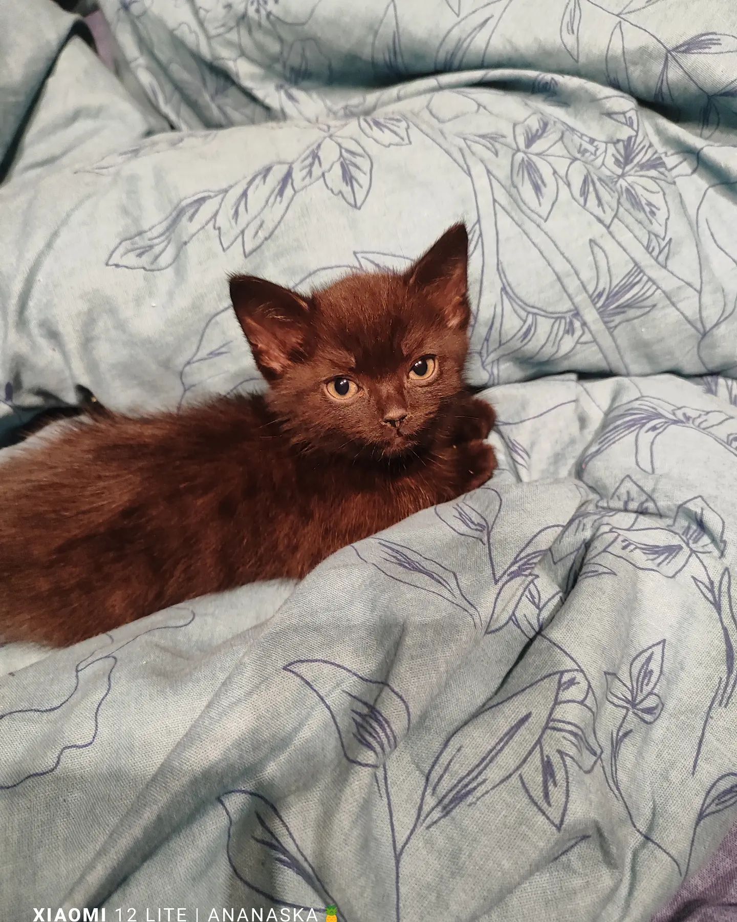 vasya_owl в LOOKY. . Моя кошачья любовь �...