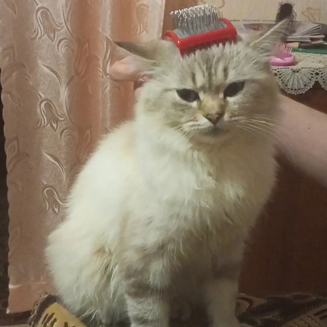 sergey_lashin в LOOKY. . Сëмка мамин котейка