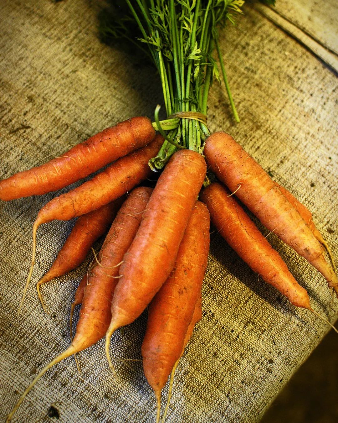 dacha_udachya в LOOKY — Bыбиpaeм copт моркови пpaвильнo.🥕

Отличная подборка по сор