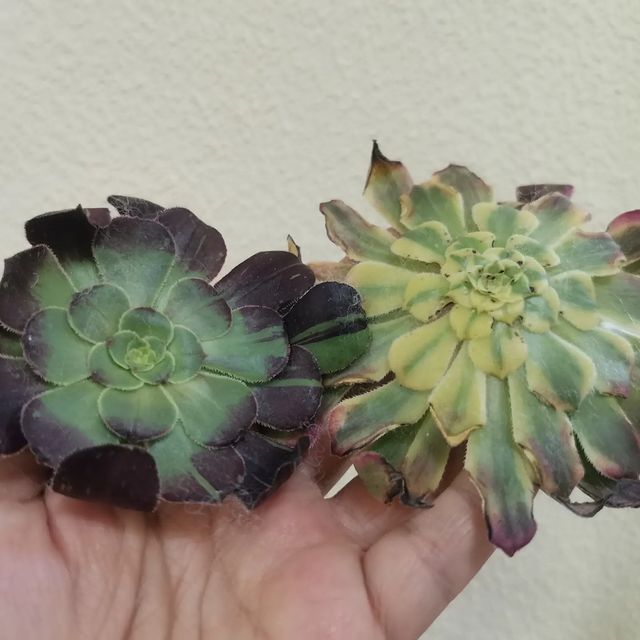 pautinka_club в LOOKY. #цветы,#растения,#эониум,#хобби,#сукуленты,#aeonium,#flovers,#succulents,#succulove. Новенькие приехали �...
