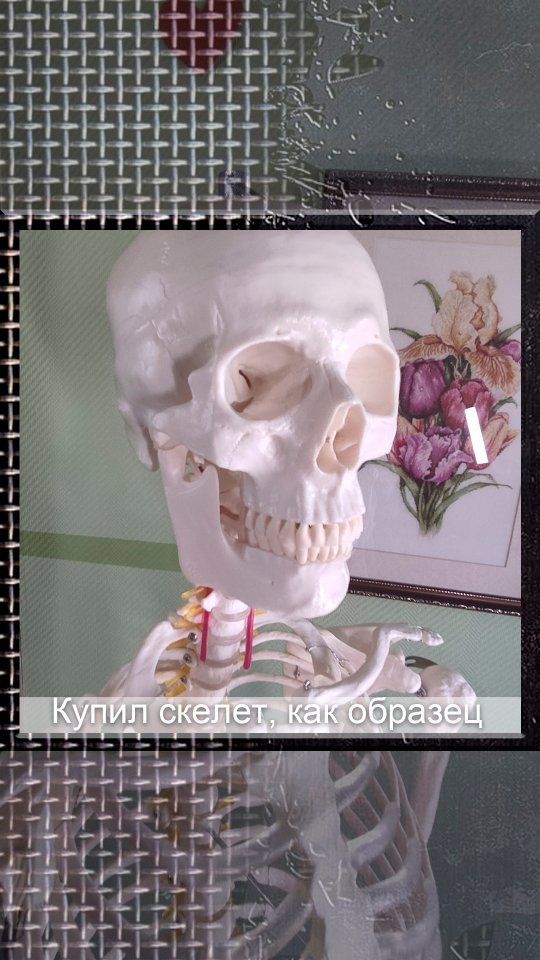 aleshin.kot в LOOKY. #скелет,#алиэкспресс,#череп,#scull,#skeleton. Купил на алике анато...