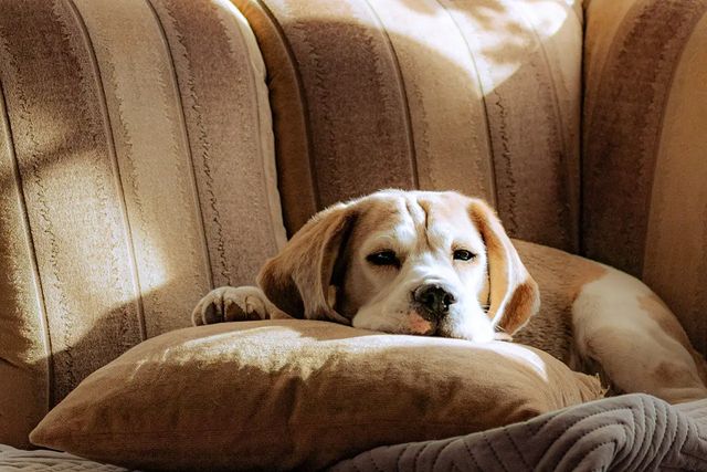 boni_beagle_askennel в LOOKY. #бигльастрахань,#бигльщенок,#бигльлучшаясобака. Как хорошо дома на п...