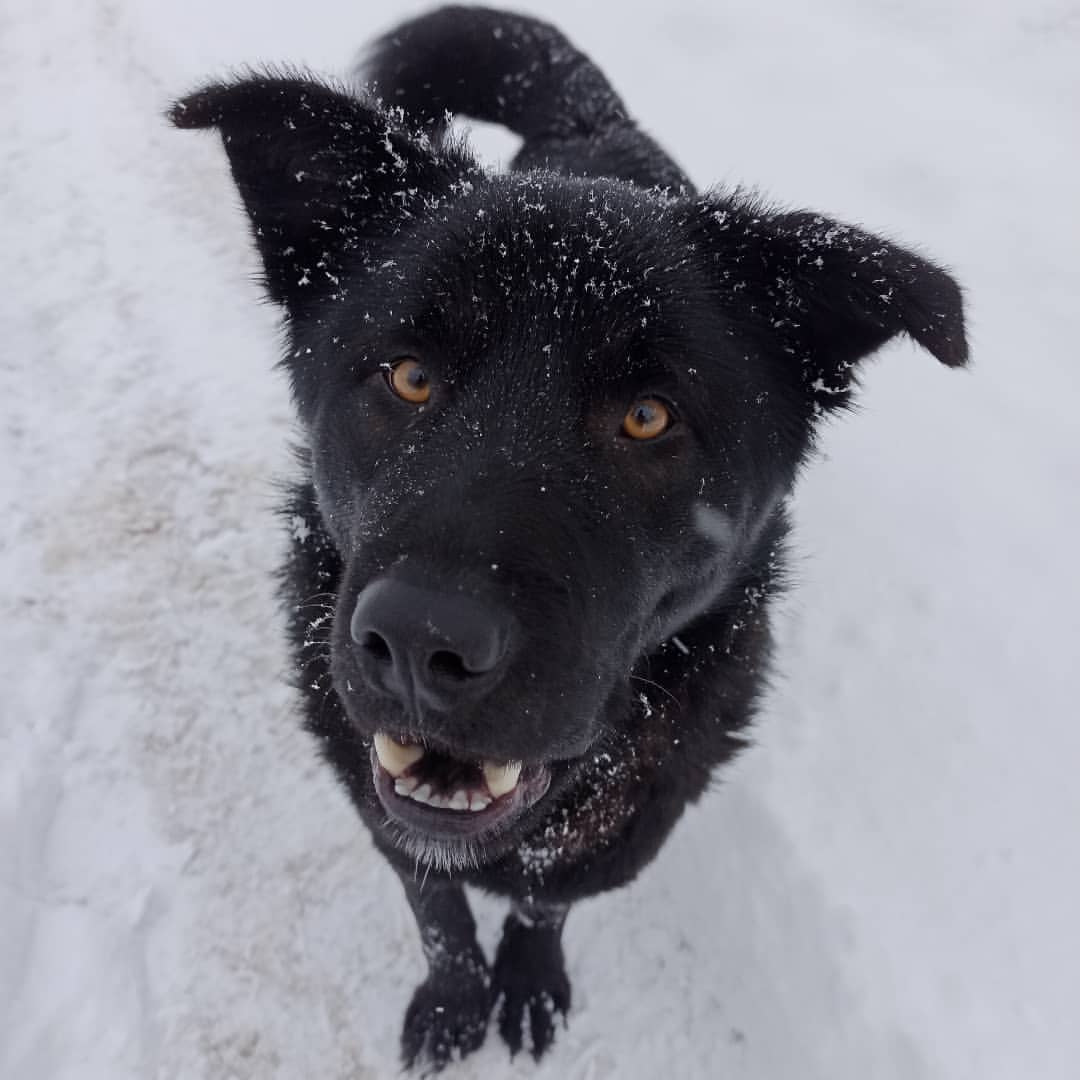 dm_cherentsovskiy в LOOKY — Собака улыбака 🐶#мобилофото