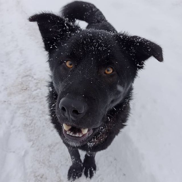 dm_cherentsovskiy в LOOKY. . Собака улыбака 🐶#мо...