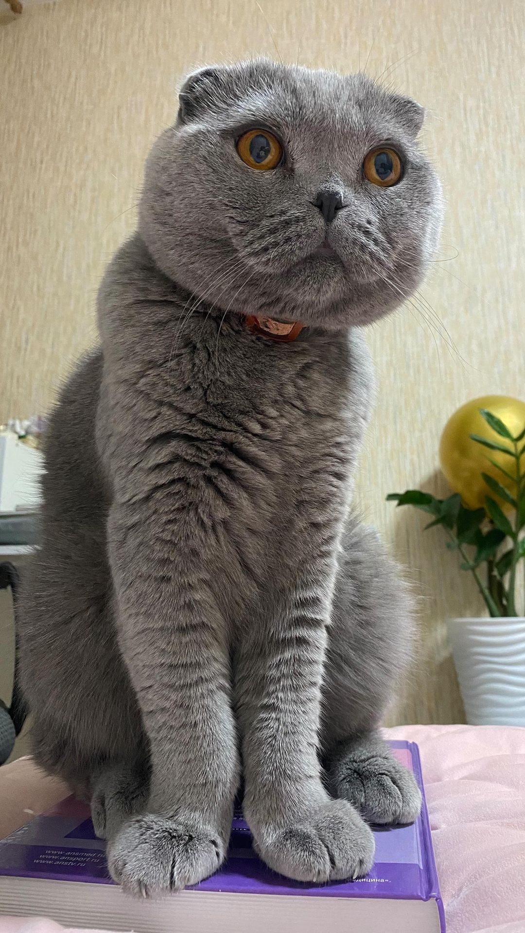 numerolog_11_ в LOOKY. #котиквдоме,#счастьеесть,#кот,#безкотаижизньнета,#котики. #котиквдоме #счастье...