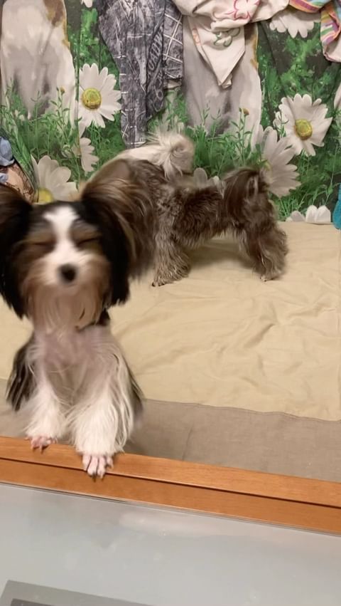 alisamoskow в LOOKY. #такса,#таксы,#таксылучшиесобаки,#хочусосисочку,#dachshundsofinstagram,#dacshund,#dacshundlove,#dachshundpuppy,#yorkipoo,#йорк,#йоркирулят,#йоркимоялюбовь,#yorki,#yorkilove,#собака,#собакадругчеловека,#собакаулыбака,#dogs,#yorkie_town,#зорко_одно_лишь_сердце❤️❤️,#шокомерле,#шокомерлейорк,#голубыеглаза,#голубыеглаза. @yorkies.live @  lub...