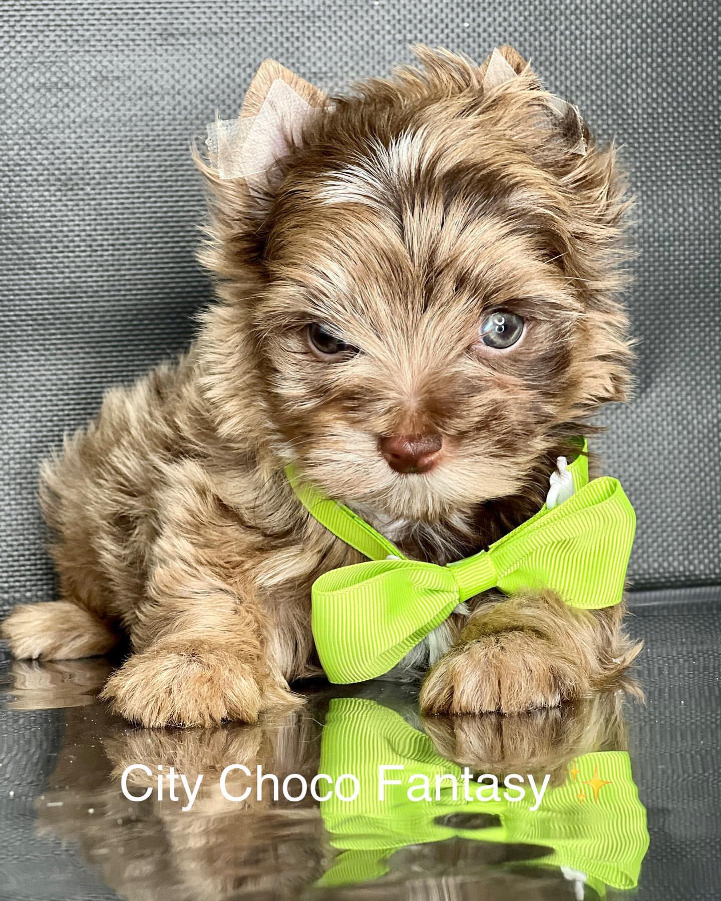 kennel_city_choco_fantasy в LOOKY — фото 2