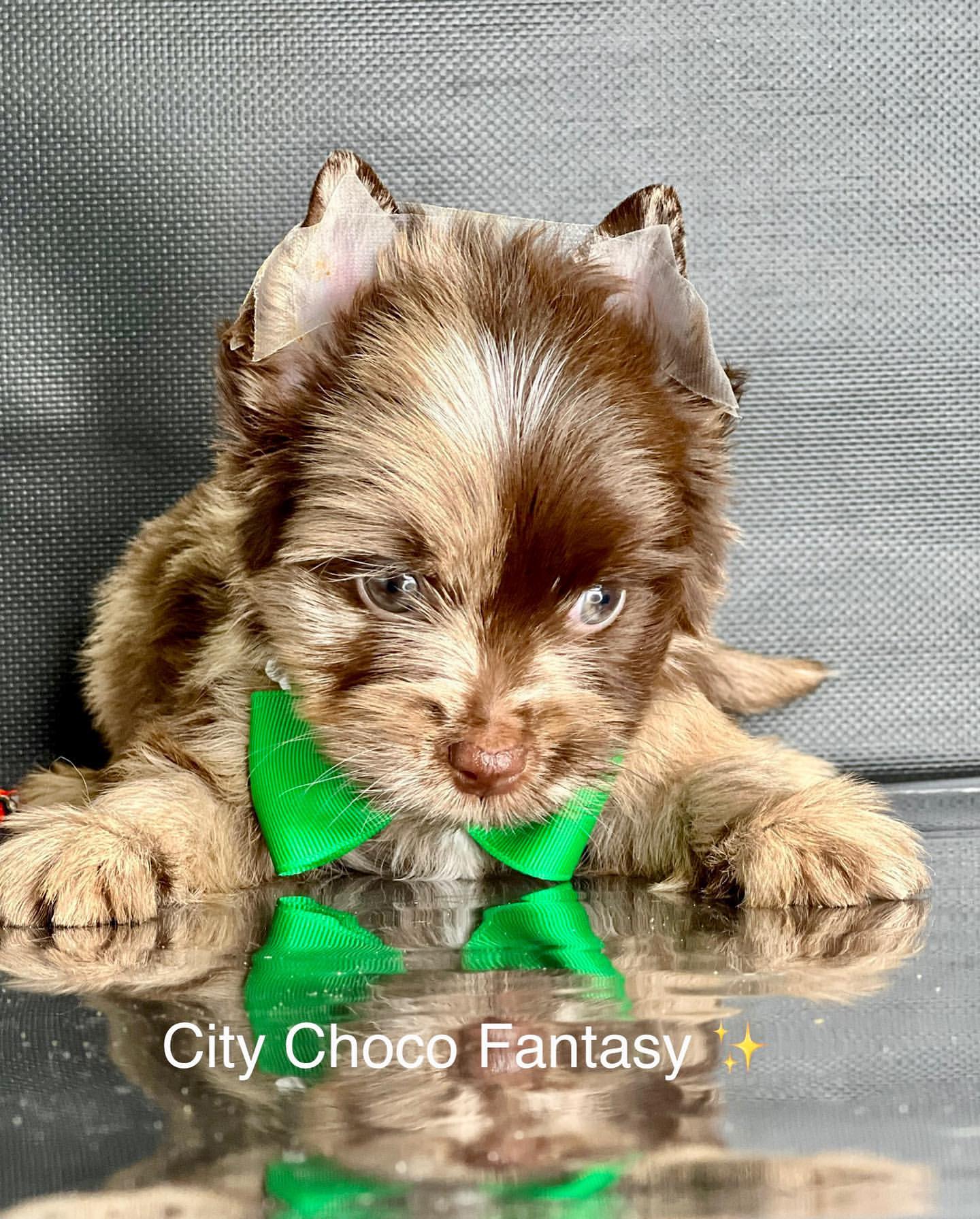 kennel_city_choco_fantasy в LOOKY — фото 3