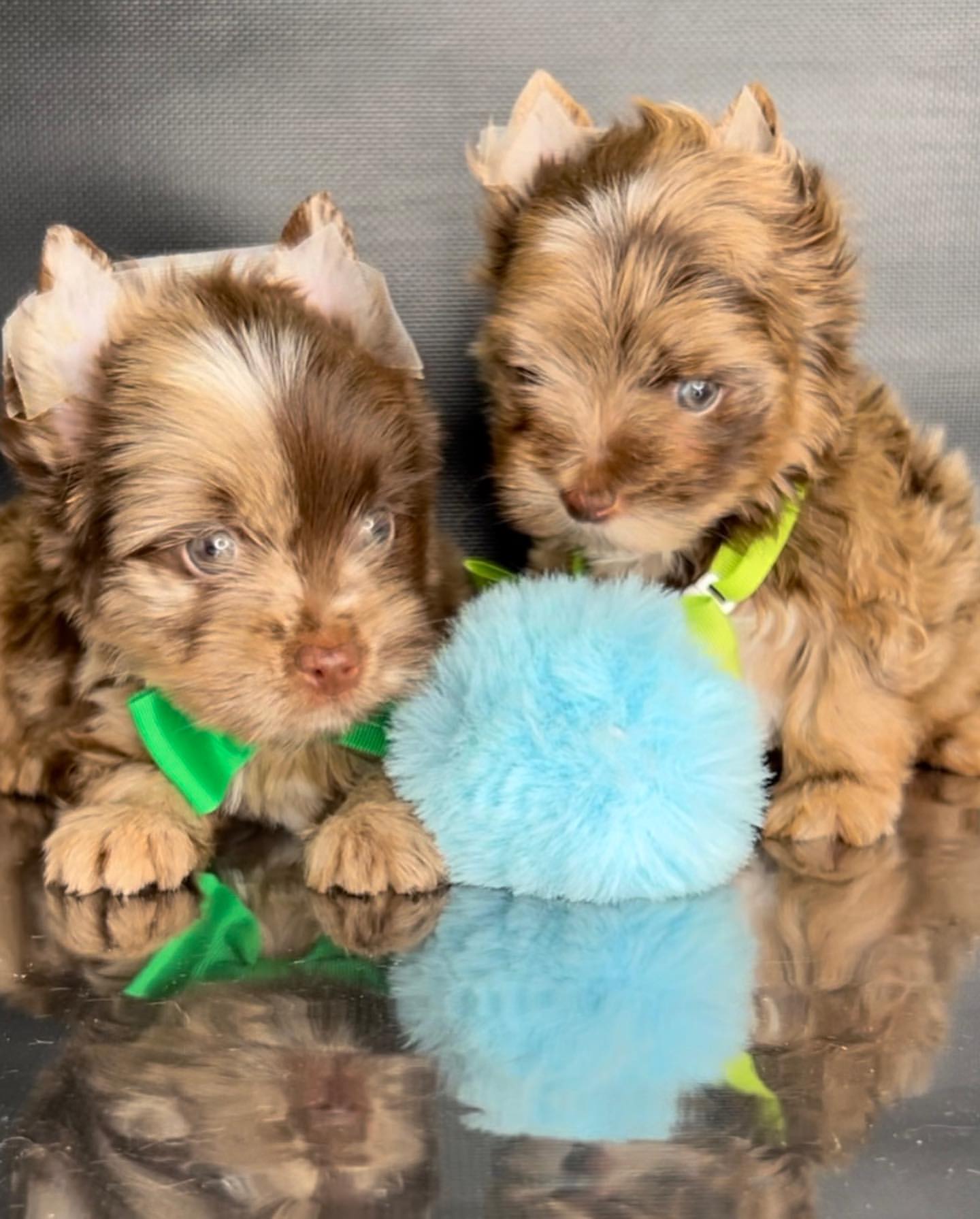 kennel_city_choco_fantasy в LOOKY — фото 9