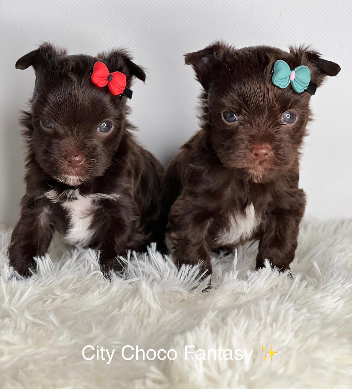 kennel_city_choco_fantasy в LOOKY — фото 7