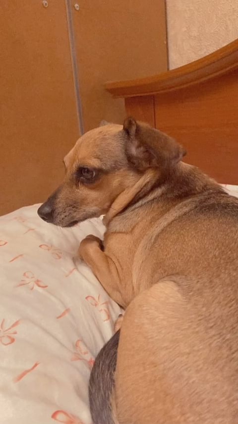 alisamoskow в LOOKY. #такса,#таксы,#таксылучшиесобаки,#хочусосисочку,#dachshundsofinstagram,#dacshund,#dacshundlove,#dachshundpuppy,#yorkipoo,#йорк,#йоркирулят,#йоркимоялюбовь,#yorki,#yorkilove,#собака,#собакадругчеловека,#собакаулыбака,#dogs,#yorkie_town,#зорко_одно_лишь_сердце❤️❤️,#шокомерле,#шокомерлейорк,#голубыеглаза,#голубыеглаза. @yorkies.live @  lub...