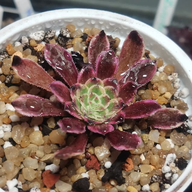 pautinka_club в LOOKY. #aeonium,#flovers,#succulents,#succulove,#эониум,#сукуленты,#цветы#хобби. #aeonium #flovers #s...