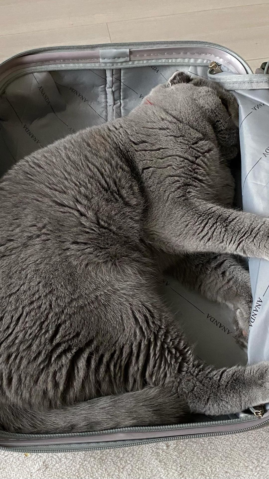 numerolog_11_ в LOOKY. #устал,#актёр,#инстакот,#котики,#актер,#кот,#инстакот. Не забывайте отдыхат...