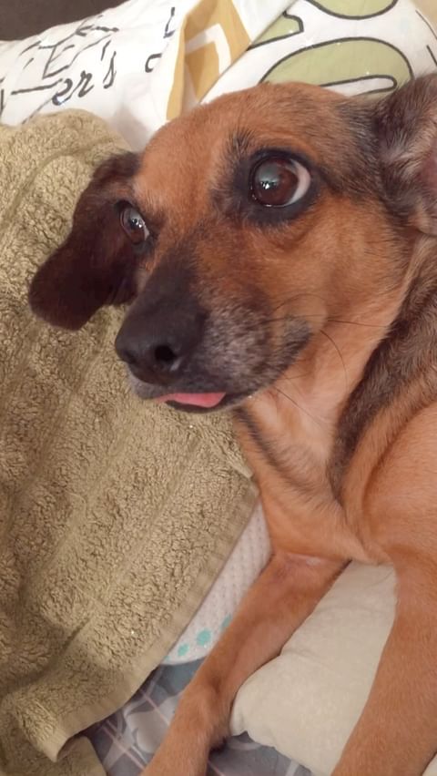 alisamoskow в LOOKY. #такса,#таксы,#таксылучшиесобаки,#хочусосисочку,#dachshundsofinstagram,#dacshund,#dacshundlove,#dachshundpuppy,#yorkipoo,#йорк,#йоркирулят,#йоркимоялюбовь,#yorki,#yorkilove,#собака,#собакадругчеловека,#собакаулыбака,#dogs,#yorkie_town,#зорко_одно_лишь_сердце❤️❤️,#шокомерле,#шокомерлейорк,#голубыеглаза,#голубыеглаза. И правда…  @yorkies....