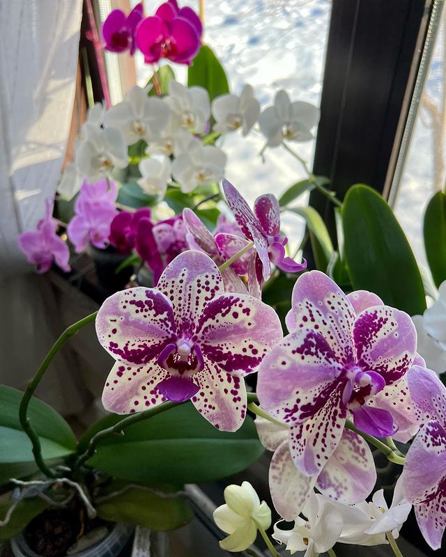 catherine___garden в LOOKY. #веснавдоме,#орхидея,#фаленопсис,#orchid. #веснавдоме #орхидея...