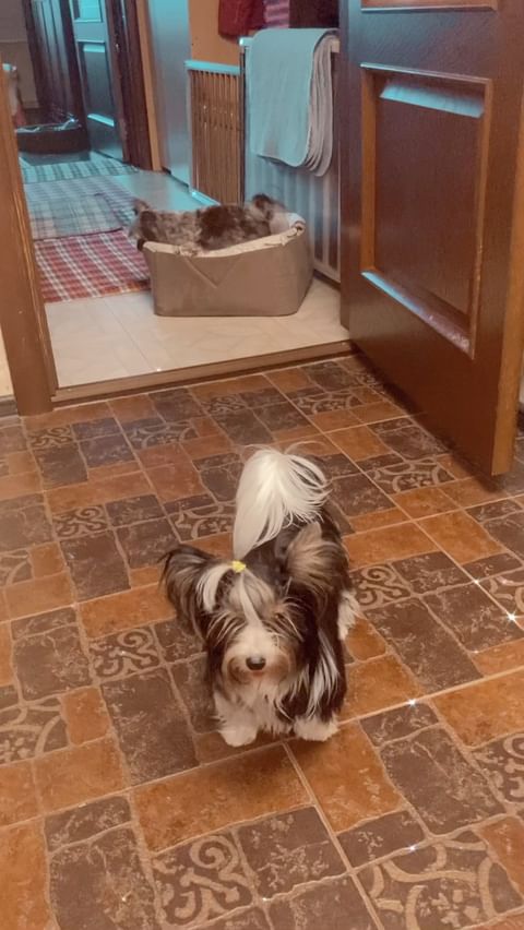 alisamoskow в LOOKY. #такса,#таксы,#таксылучшиесобаки,#хочусосисочку,#dachshundsofinstagram,#dacshund,#dacshundlove,#dachshundpuppy,#yorkipoo,#йорк,#йоркирулят,#йоркимоялюбовь,#yorki,#yorkilove,#собака,#собакадругчеловека,#собакаулыбака,#dogs,#yorkie_town,#зорко_одно_лишь_сердце❤️❤️,#шокомерле,#шокомерлейорк,#голубыеглаза,#голубыеглаза. 🙈ой💞  @yorkies.liv...