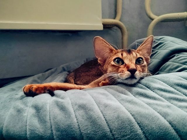 sofi_zeml в LOOKY. #Simba,#Abyssinian. #Simba #Abyssinian
