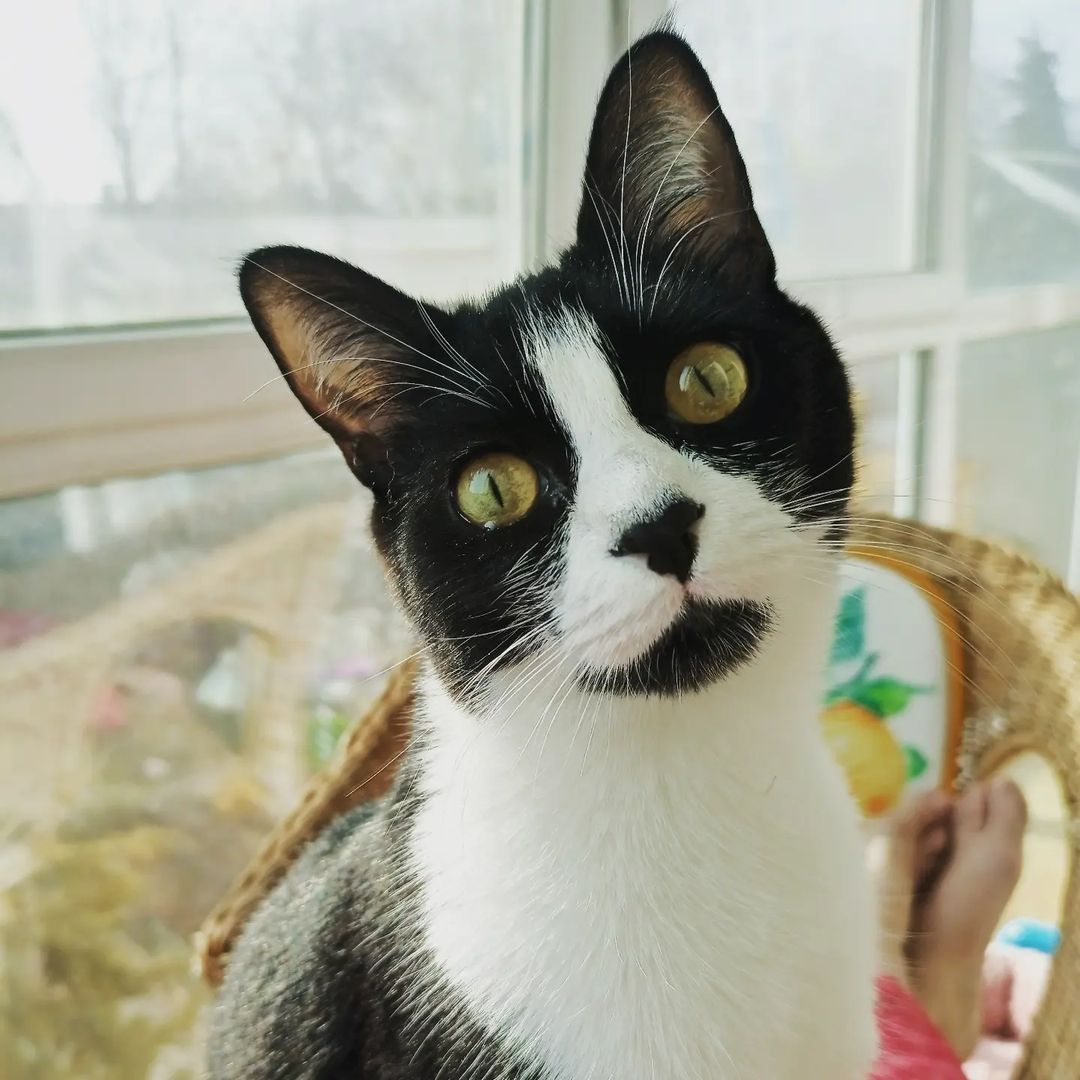 marinaantsyreva в LOOKY — Маркиза ждет весну. 
#кошки #кошка #кошканаокошке #кот #коти