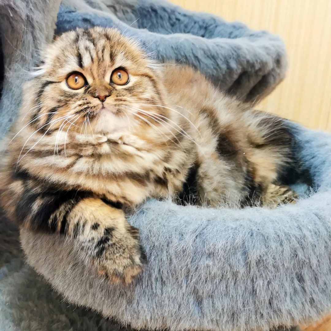 Вислоухие шотландские котята в LOOKY — фото 3