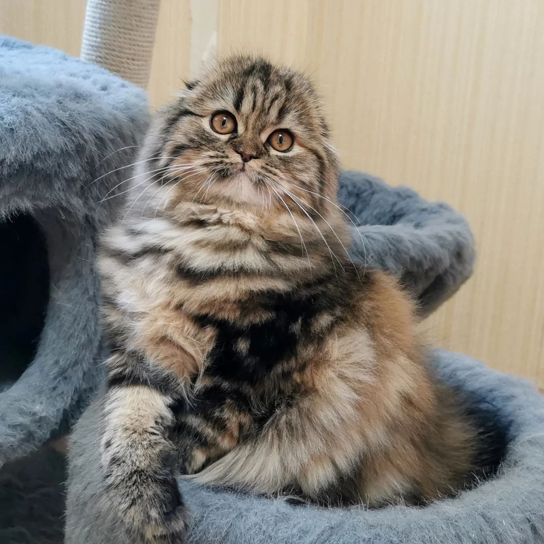 Вислоухие шотландские котята в LOOKY — фото 2