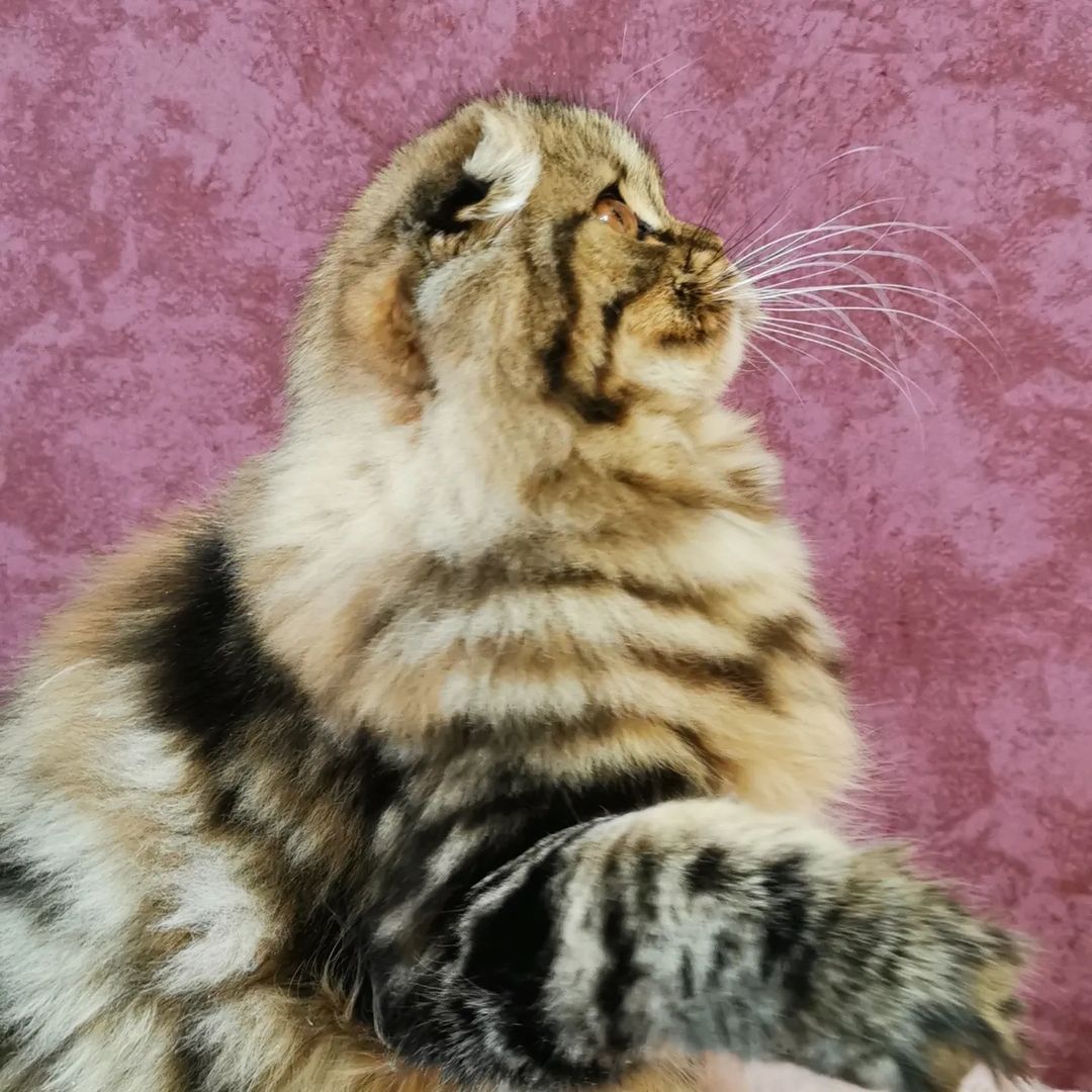 Вислоухие шотландские котята в LOOKY — фото 6