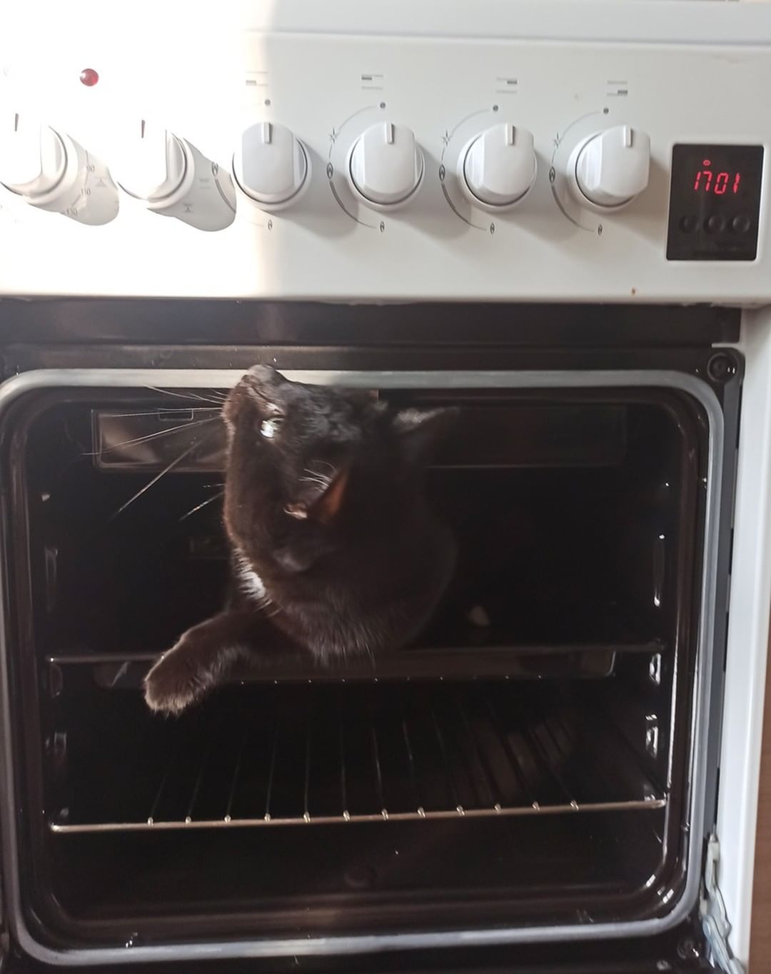 dm_cherentsovskiy в LOOKY — А на ужин у нас сегодня котэ-гриль!
- это котам можно?
-Да!
