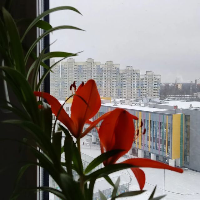 oleninaaleksandra в LOOKY. #видизокна. С добрым утром!!! #в...