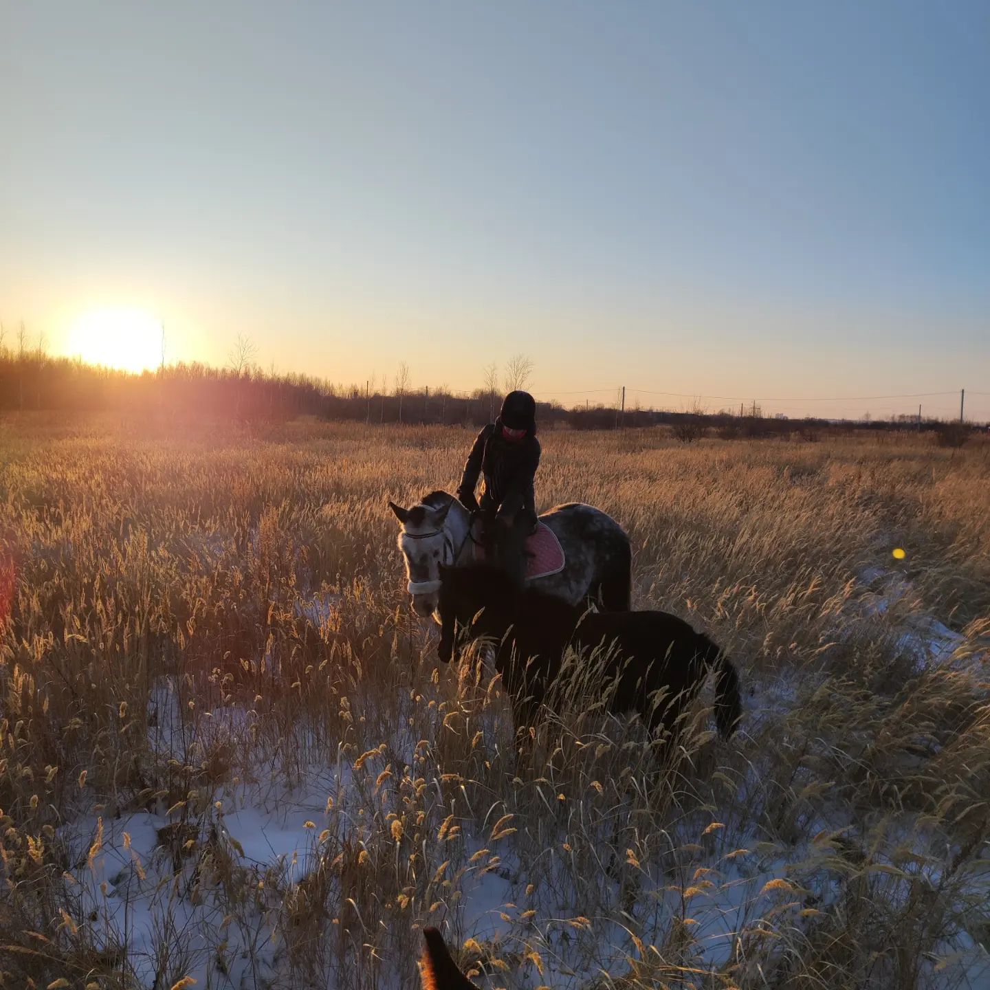 elizabeth_isk в LOOKY. #лошади,#поле,#свобода,#красиво,#horse. ✨How beautiful it is...