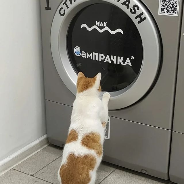 stirajka_chekhov в LOOKY. #чехов,#прачечная,#хостел,#общежитие,#сампрачка,#стирка,#прачка,#чховскийрайон,#chekhov_city,#chekhovcity,#чеховхостел,#чеховфитнес. Мы находимся Чехов, ...