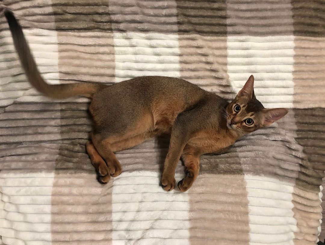 abyssinian_cats_abyterra в LOOKY — фото 2