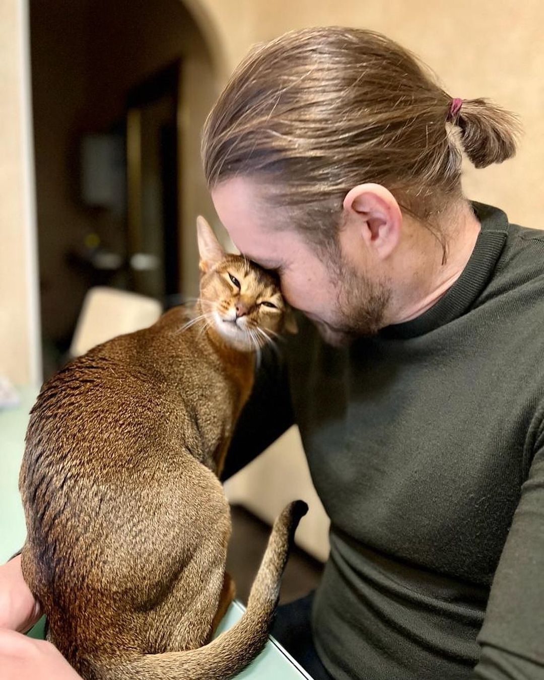abyssinian_cats_abyterra в LOOKY — фото 2