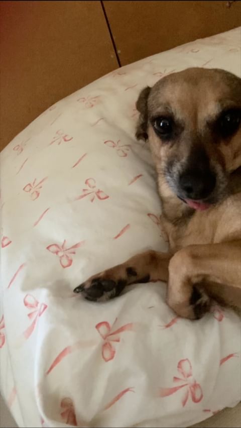 alisamoskow в LOOKY. #lubimyorkovru,#такса,#таксы,#таксылучшиесобаки,#хочусосисочку,#dachshundsofinstagram,#dacshund,#dacshundlove,#dachshundpuppy,#yorkipoo,#йорк,#йоркирулят,#йоркимоялюбовь,#yorki,#yorkilove,#собака,#собакадругчеловека,#собакаулыбака,#dogs,#yorkie_town,#зорко_одно_лишь_сердце❤️❤️,#шокомерле,#шокомерлейорк,#голубыеглаза,#голубыеглаза. @yorkies.live @lubim...
