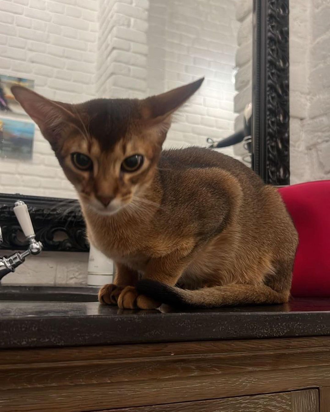 abyssinian_cats_abyterra в LOOKY — фото 2