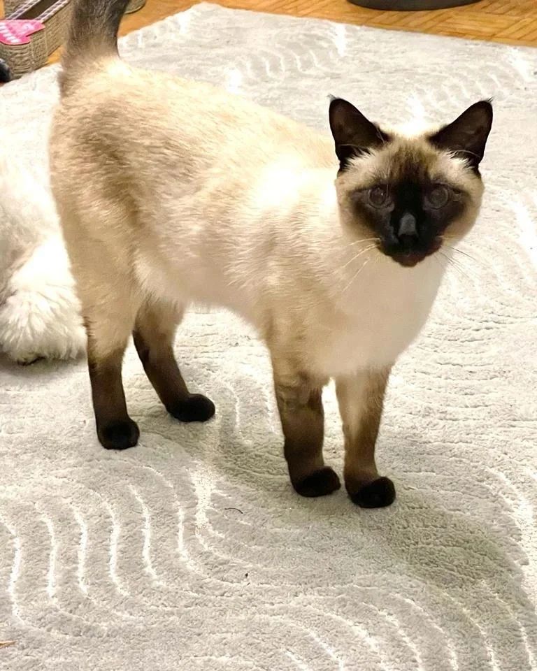 azure_glory_cattery в LOOKY — фото 6