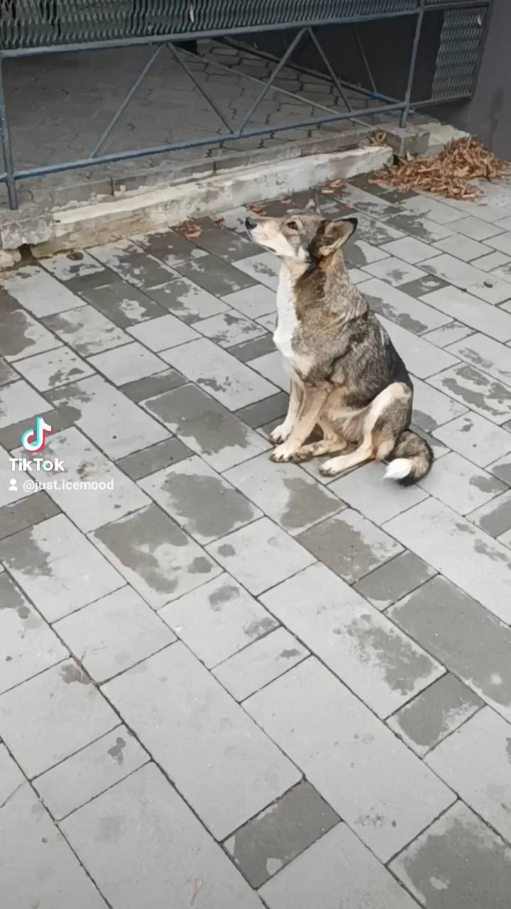 justicemood  в LOOKY. #follow#followme#follow4follow#followforfollow#followback#followher#followhim#followall#follows#f4f#instatag#teamfollowback#pleasefollow#pleasefollowme#followbackteam#follower#followers#followpage. Tom and Jerry in Rea...