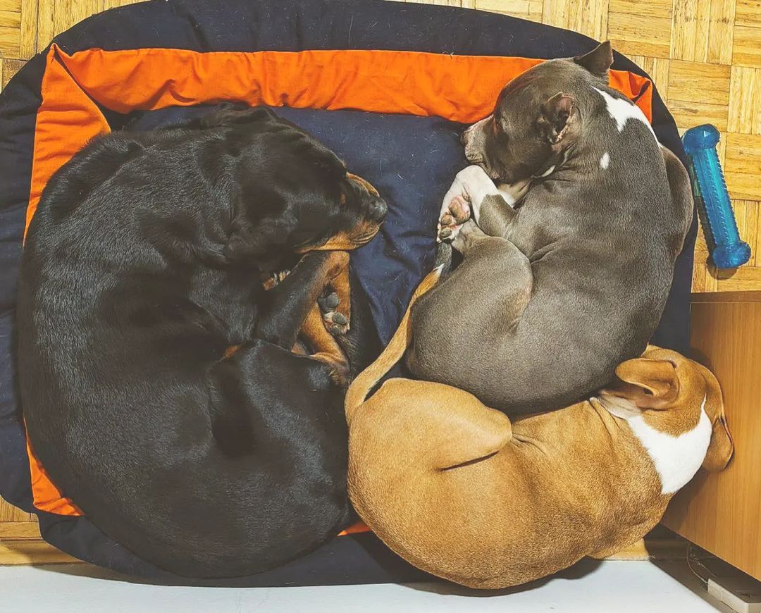 mighty.trio в LOOKY — To warm each other ❤️