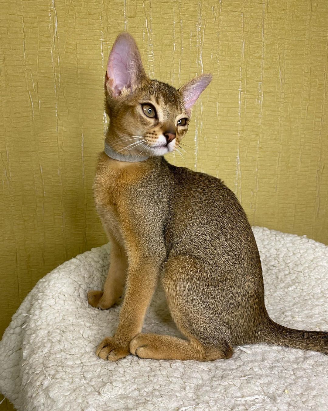 abyssinian_cats_abyterra в LOOKY — фото 3