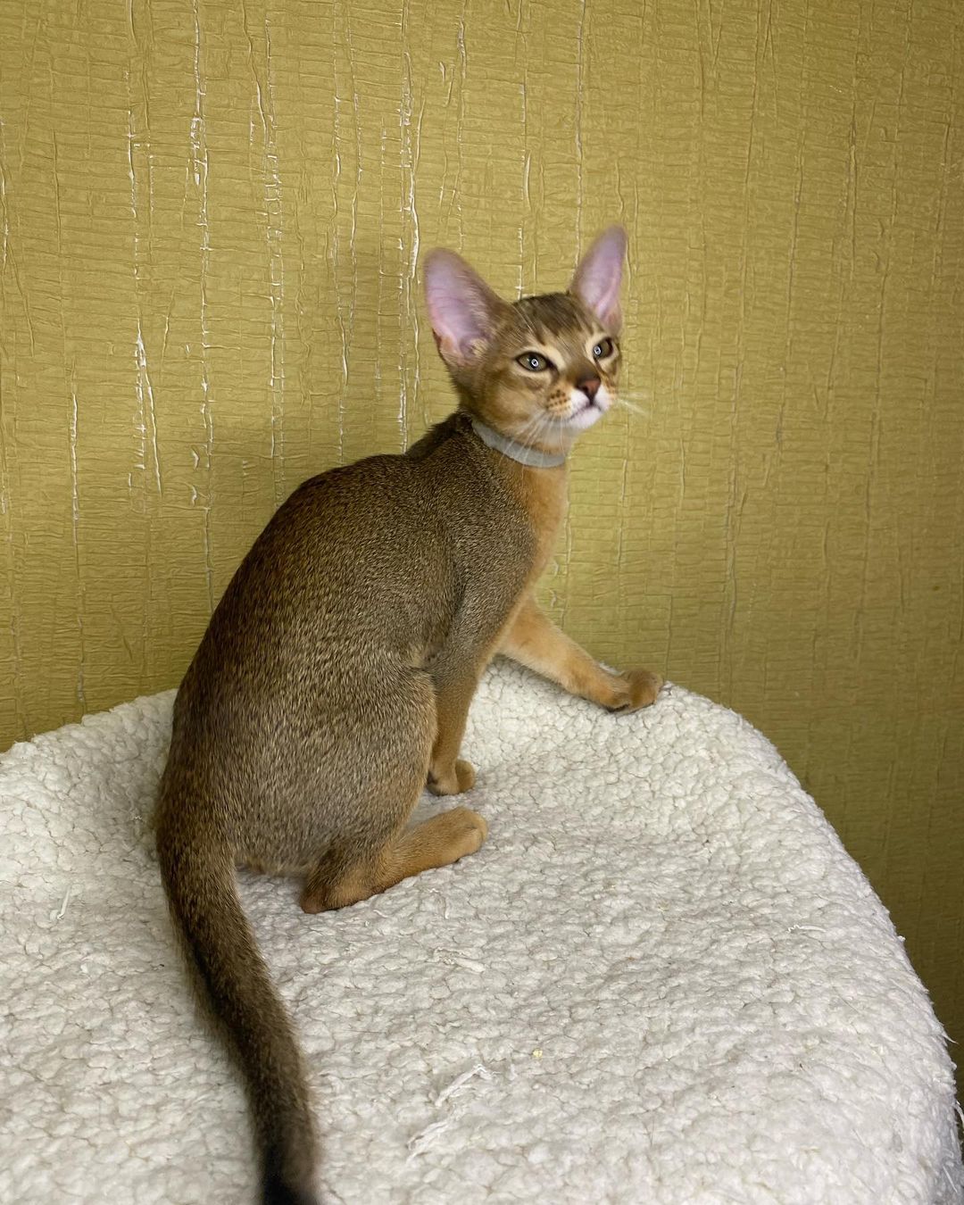 abyssinian_cats_abyterra в LOOKY — фото 5