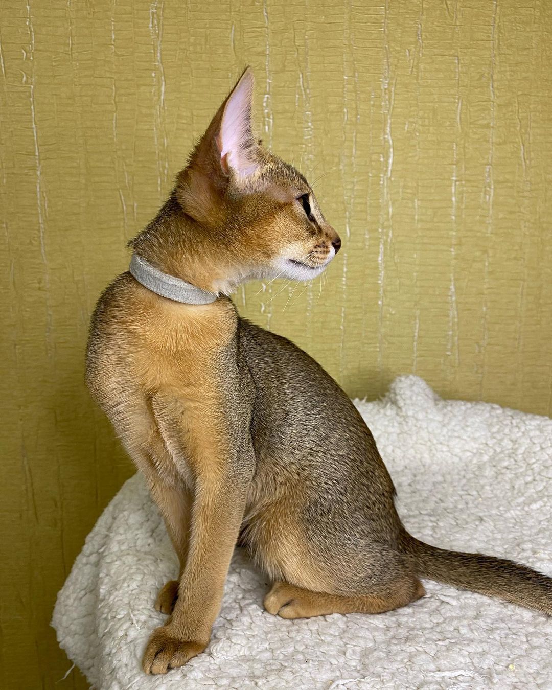 abyssinian_cats_abyterra в LOOKY — фото 4