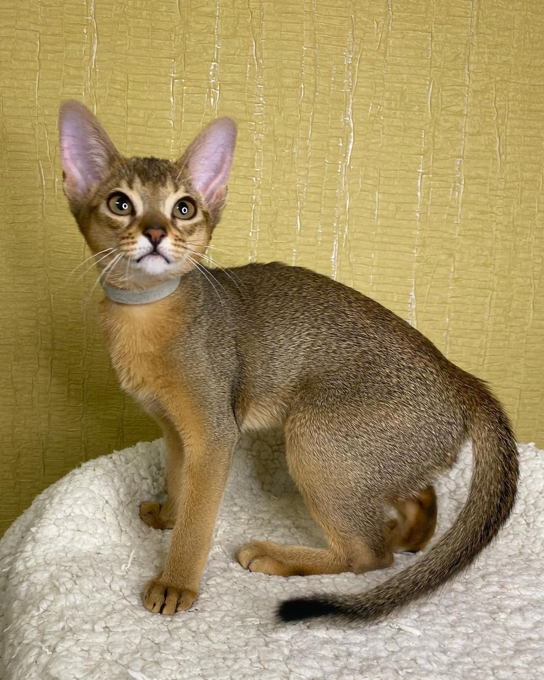 abyssinian_cats_abyterra в LOOKY — фото 2