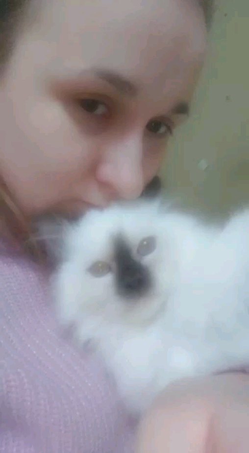 sacredbirman в LOOKY. #священнаябирма,#бирманскаякошка,#бирманскийкотенок,#самаяумнаякошка,#самаяласковаякошка,#самаякрасиваякошка,#породистыйкотенок. ПОДРОБНОСТИ ЧЕРЕЗ ПО...