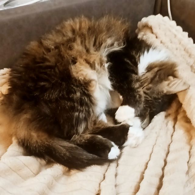 justicemood  в LOOKY. #cat,#cats,#catsofinstagram,#instacat,#aihashtag,#catstagram,#catlover,#catoftheday,#catsagram,#catlovers,#caturday,#catlady,#cathedral,#catwang,#catlove,#catvalentine,#catwalk,#cats_of_instagram,#kitty,#kitten,#kittens,#kittycat,#kitties,#kittensofinstagram,#kittylove,#kittiesofinstagram,#pet,#pets. 😾: Да выключи уже с...