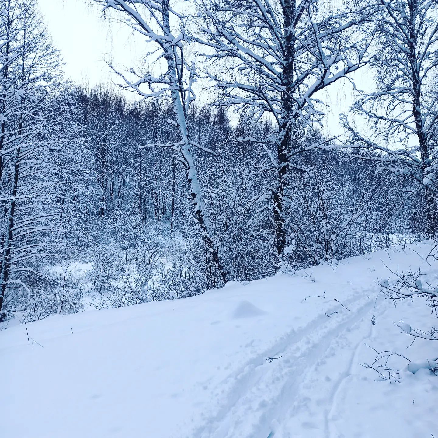 abyrvalg_38 в LOOKY. #февраль,#зима,#лес,#природа,#снег,#february,#зимнийлес,#forest,#лыжи,#зима2023,#небо,#прогулка,#влесу,#влесухорошо,#поход,#наприроде,#дикийлес,#дикиймир,#фотолеса,#фотолесазимой,#фотограф,#фотоприроды,#походвлес,#february2023,#ель,#лыжник,#зима2023,#чаща,#небо,#пейзаж. Л - лыжи.

#февраль ...