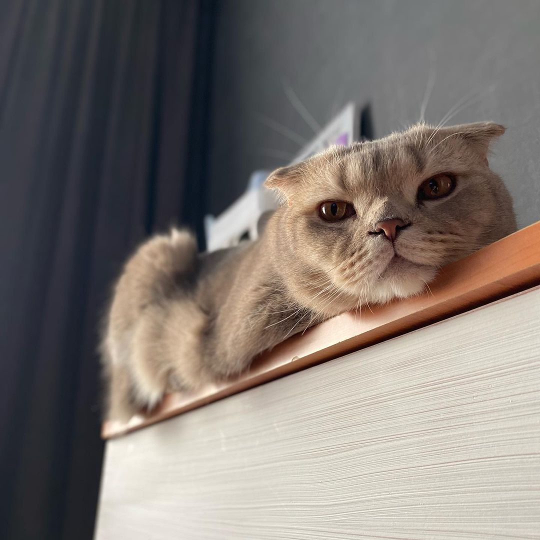 🐈