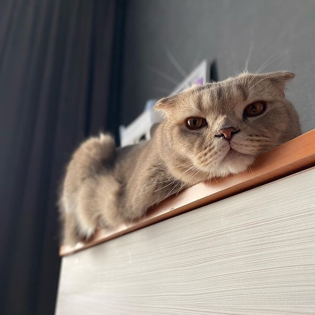 ekaterinakair в LOOKY. . 🐈
