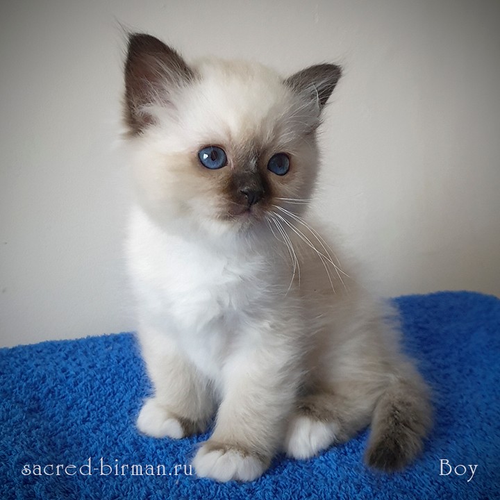 sacredbirman в LOOKY — 🔔 Кто записывался в лист ожидания на котят, проверьте ваши 